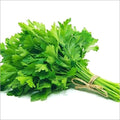 Coriander