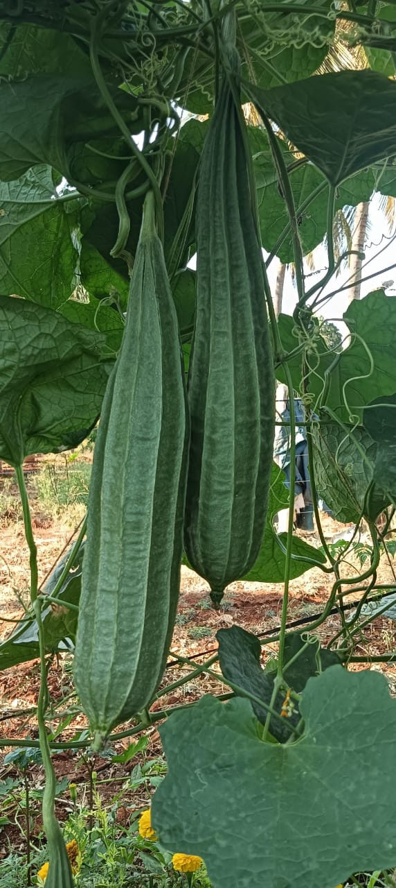Ridge Gourd