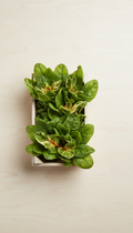 Fresh Leaf Spinach on Pale Wood Shelving