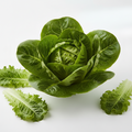 Lettuce | लेट्यूस