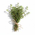 Thyme | थाईम